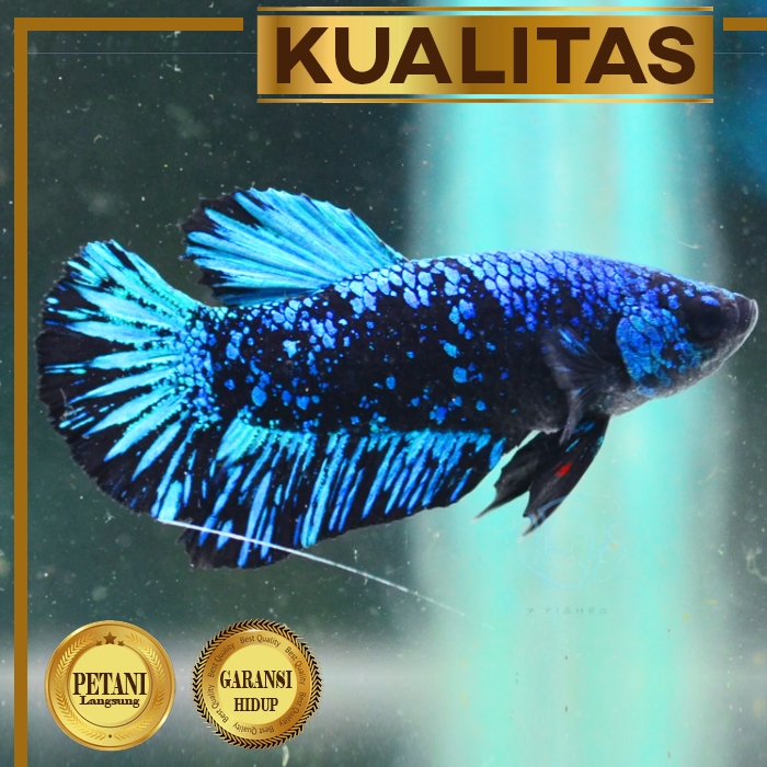 Cupang Betina Avatar Blue Black Ikan Hias Aquascape Hiasan Aquarium Tanaman Air