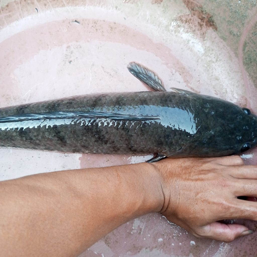 ikan gabus jumbo super bigg 1,5 kg