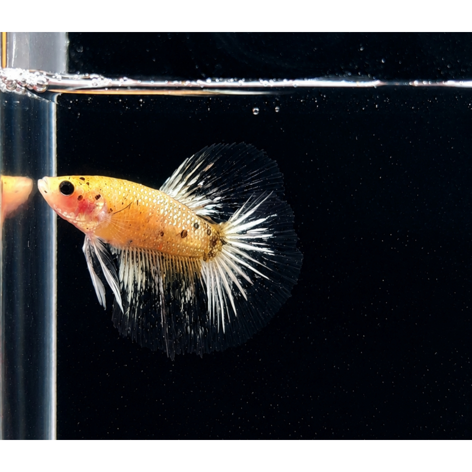 Cupang Halfmoon Nemo Galaxy