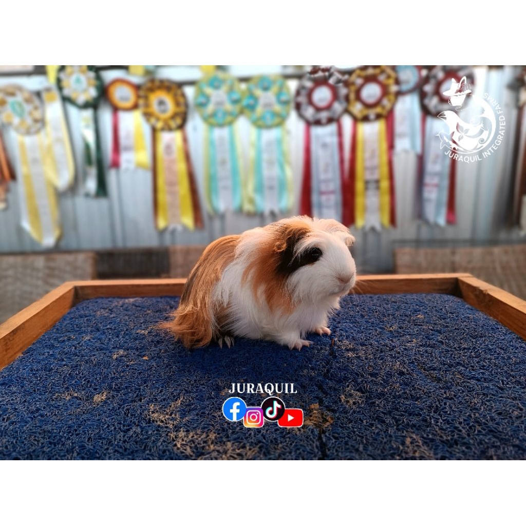 MARMUT / GUINEA PIG / CAVY