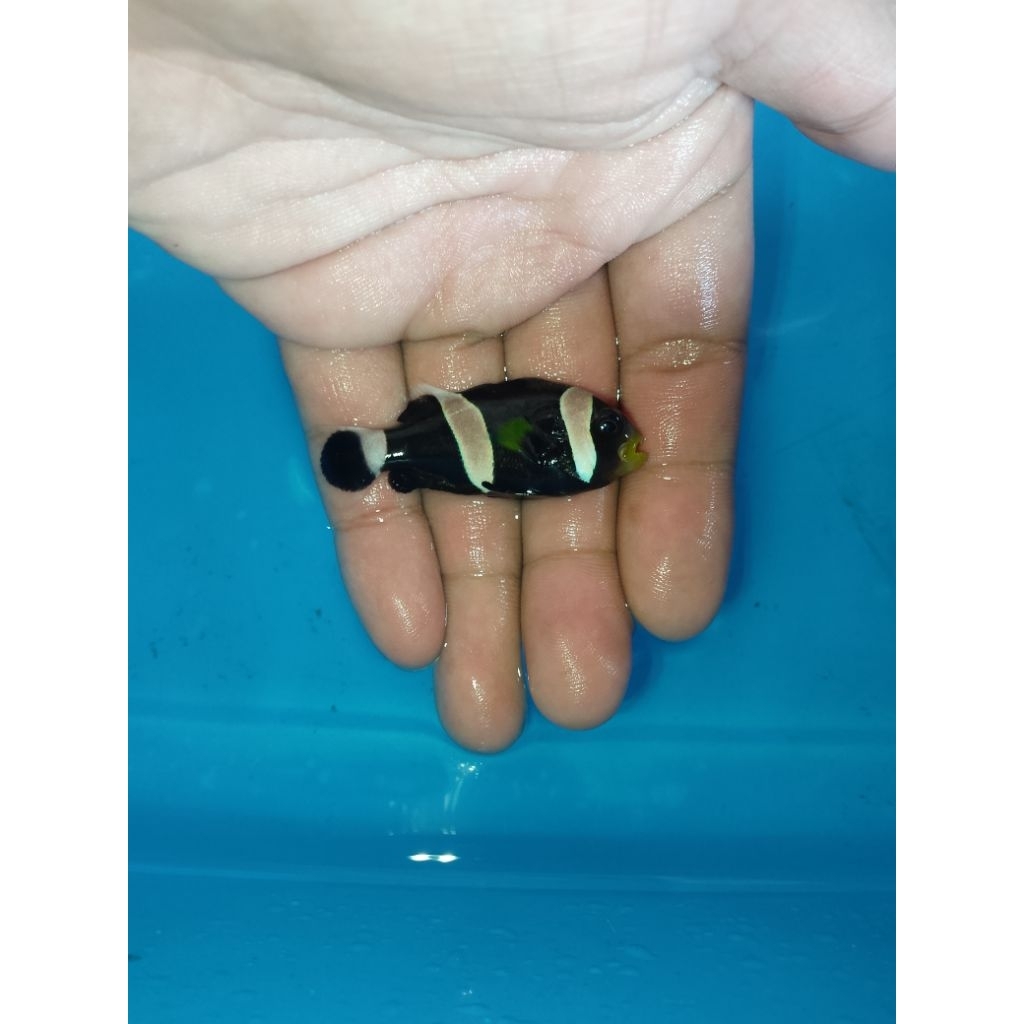 Ikan Hias Air Laut Negroid (Black Saddleback Clownfish)