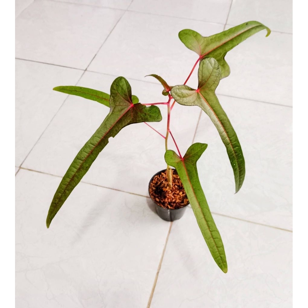 ABELMOSCHUS MANIHOT CENDRAWASIH PAPUA