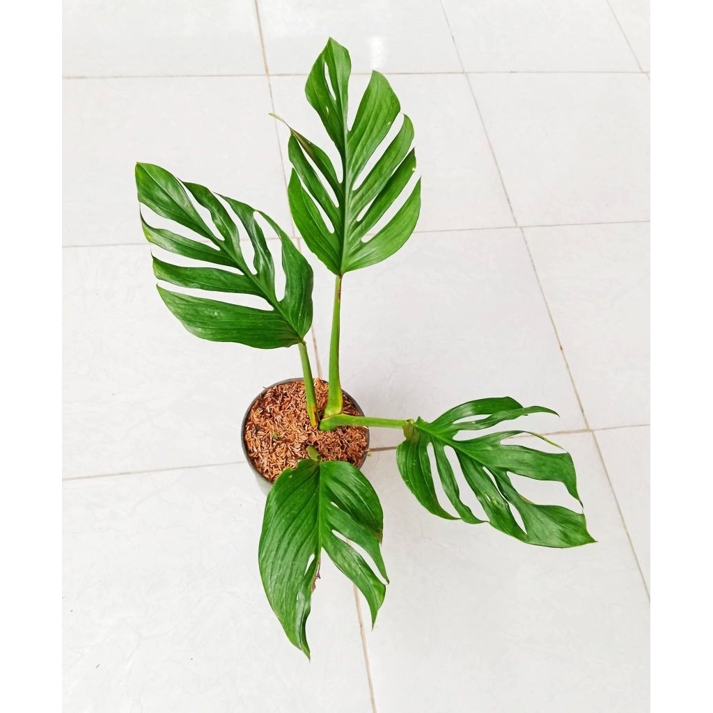 MONSTERA PINATIPARTITA MATUR