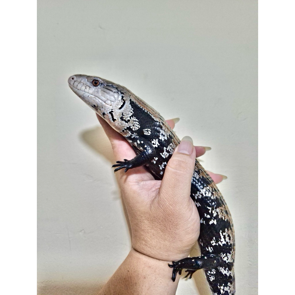 Panana Halmahera Halmahera Blue Tongue Skink / Kadal Panana Halmahera
