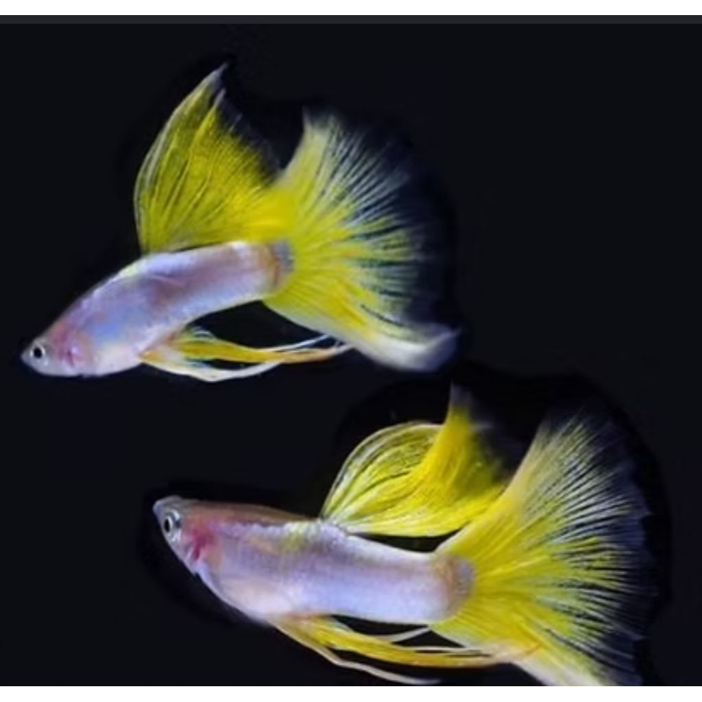 sticker guppy yellow pingu ribon