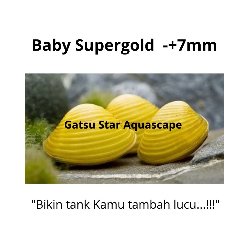 (Termurah) Kerang Filter Air Tawar aquarium