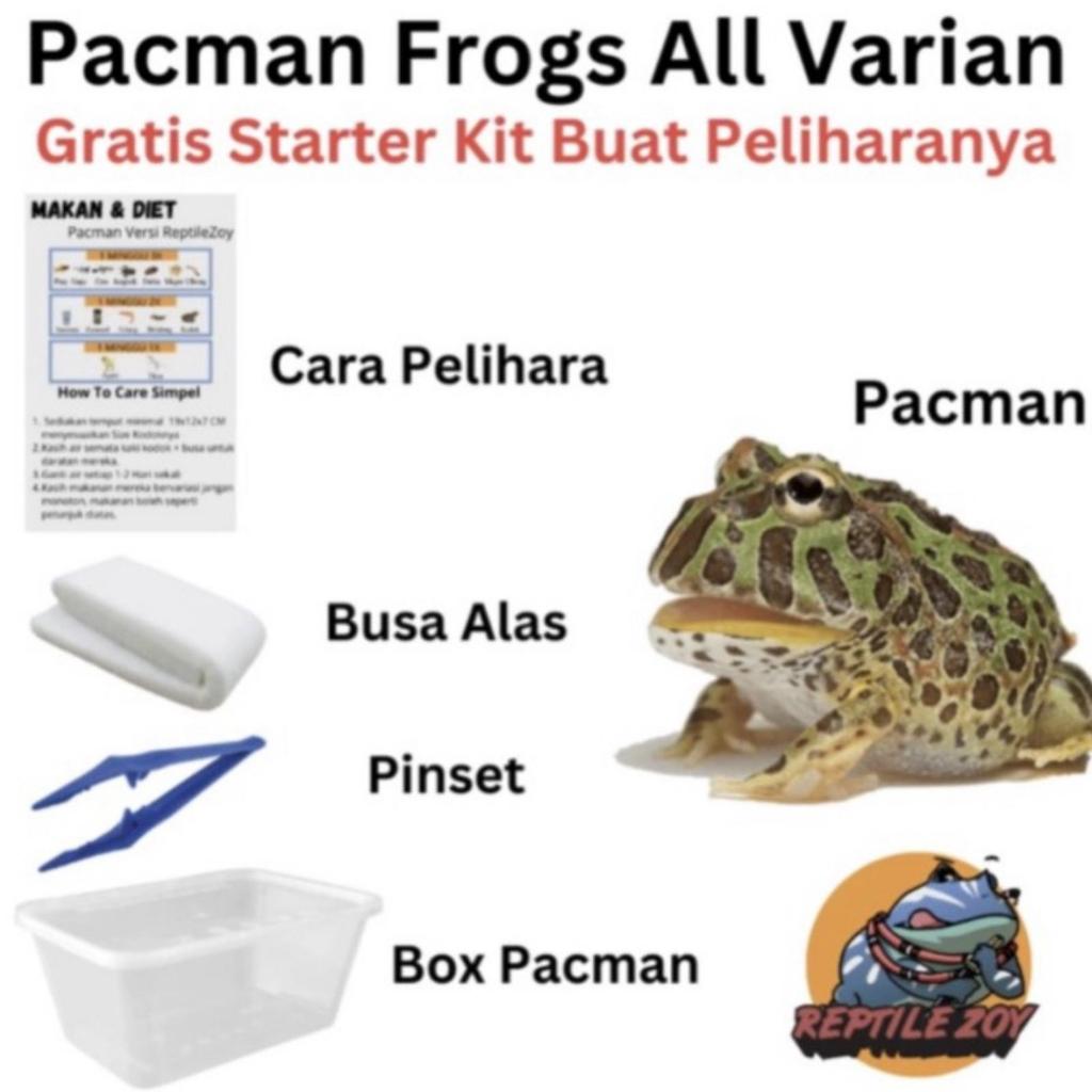 Pacman Frog All Varian, Starter Kit Peliharaan, Busa Alas, Pinset, Box Pacman