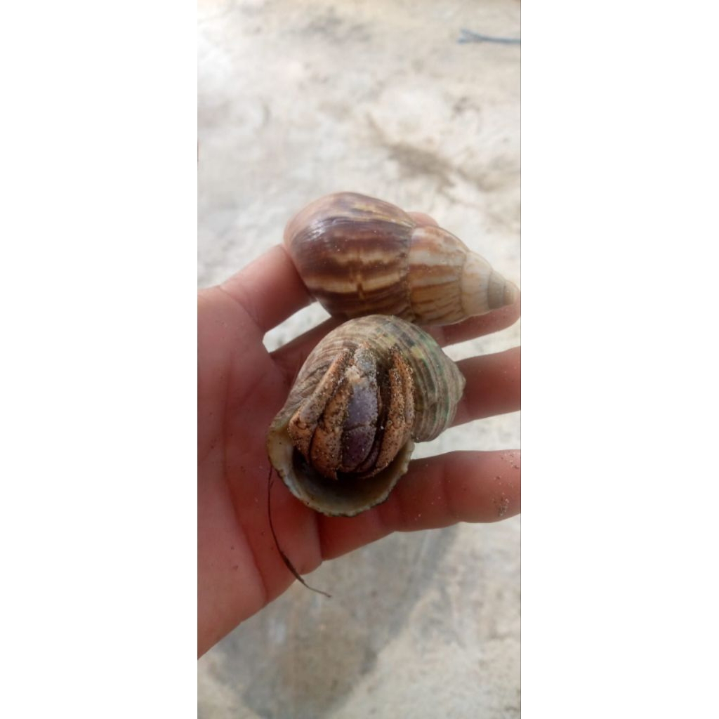 PREMIUM Klomang Darat Khusus umpan pancing ikan Lele (Galatama) 1kg isi 40 sampai 50 ekor. segar