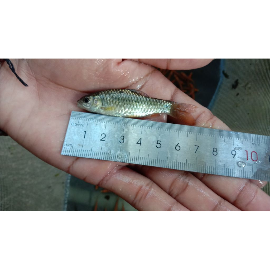 Wader 5-15cm ukuran besar ikan hias akuarium