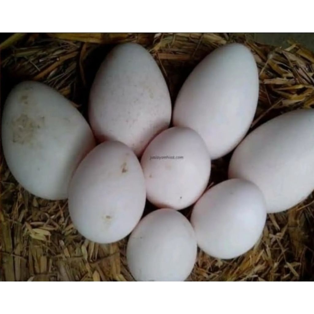 Telur Entok Jumbo , Segar dari Peternakan, Siap Ditetas