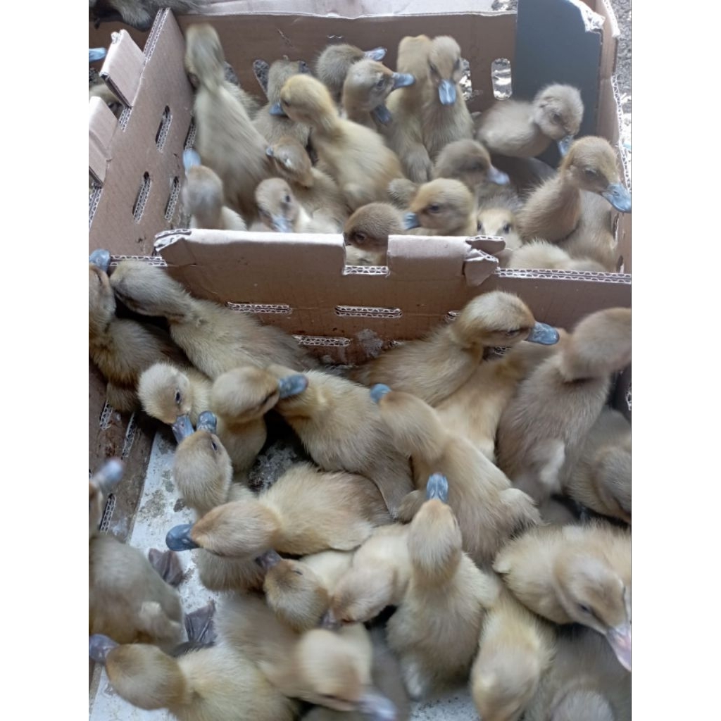 dod petelur / bebek coklat