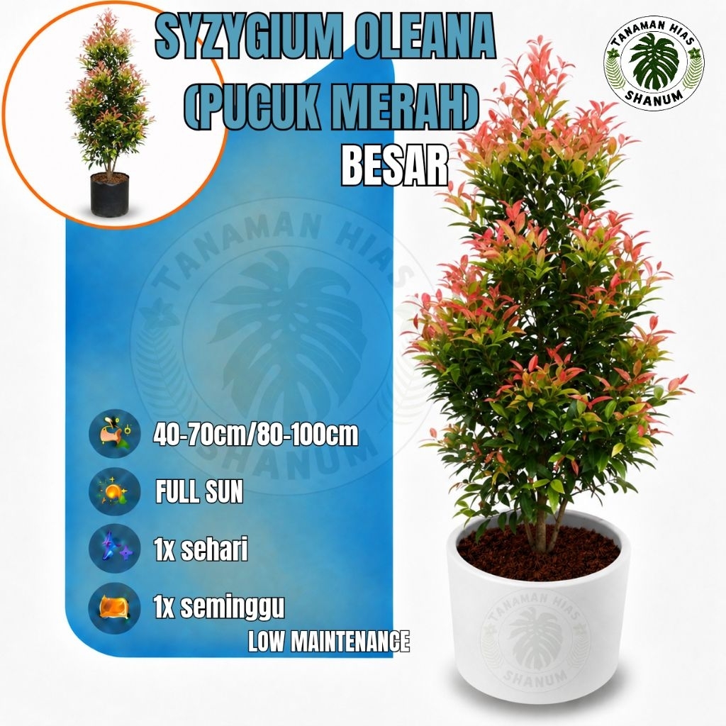 Pohon pucuk merah tinggi 1 meter - pucuk merah besar - tanaman hias pagar pucuk merah