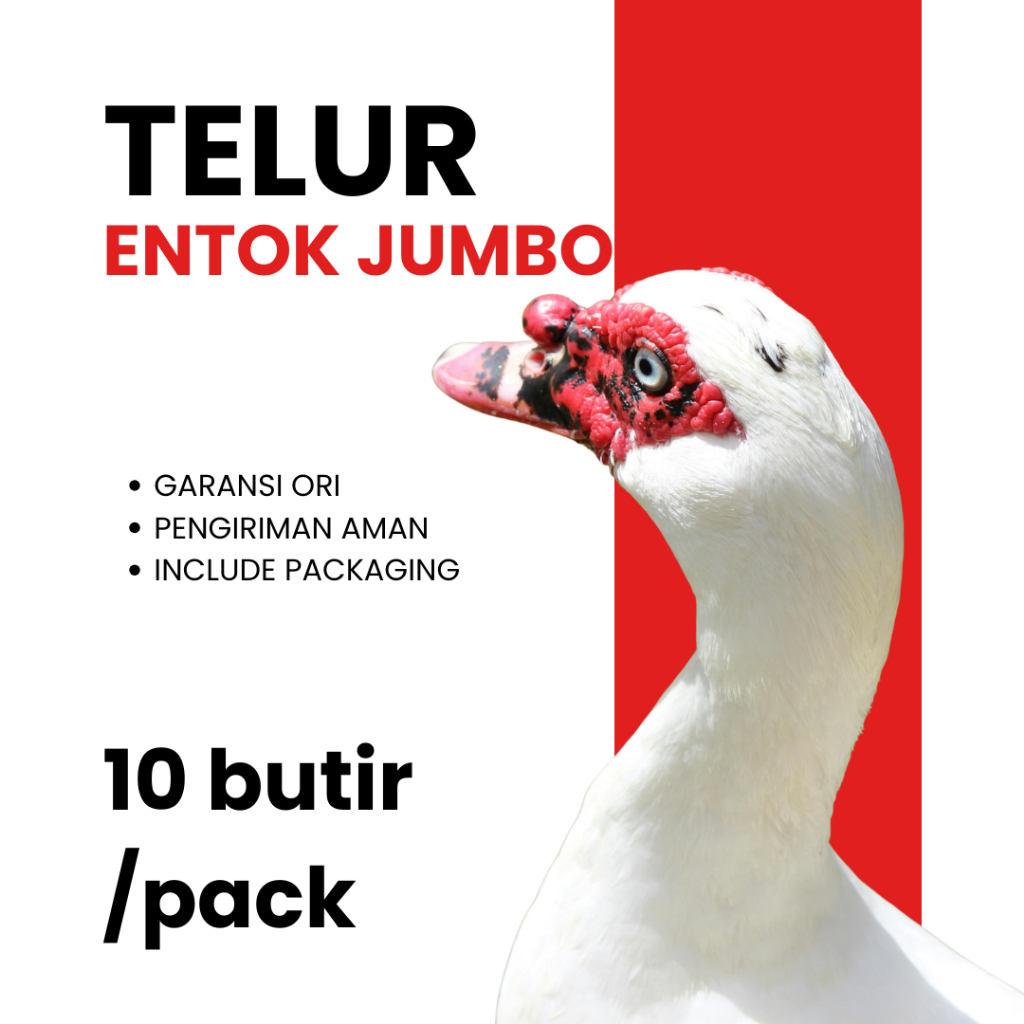 Telur Fertil ENTOK JUMBO ORIGINAL Siap Tetas ASLI Dari Peternakan Yang Sehat