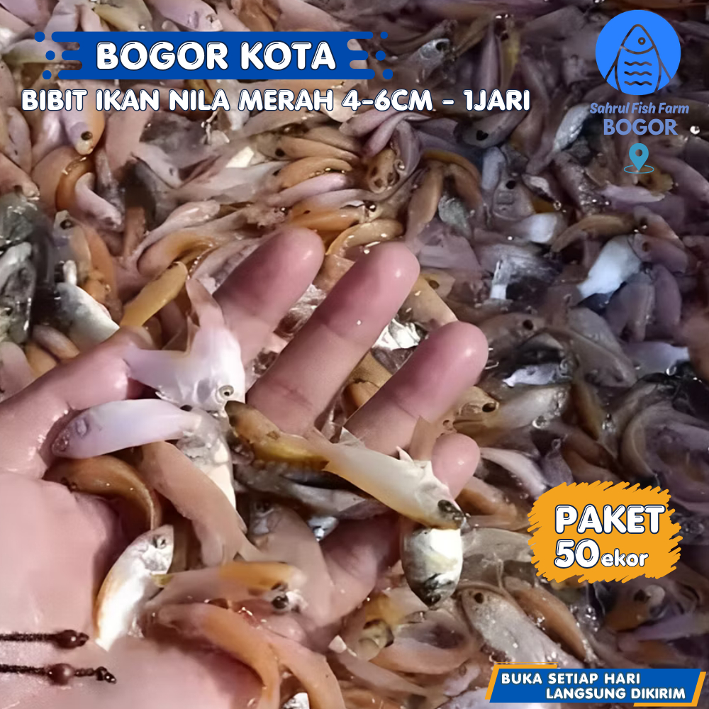 BIBIT NILA MERAH BANGKOK 50 EKOR UNGGUL 1 JARI TERDEKAT MURAH BOGOR