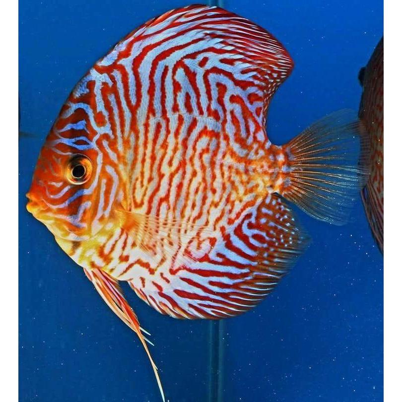 Discus Tiger / discus blue tiger / tiger discus / ikan hias / discus / ikan hias air tawar
