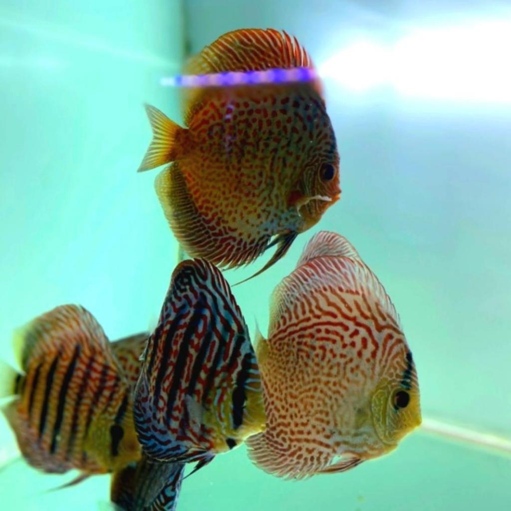 ikan Discus Leopard & Leopard Snake Skin