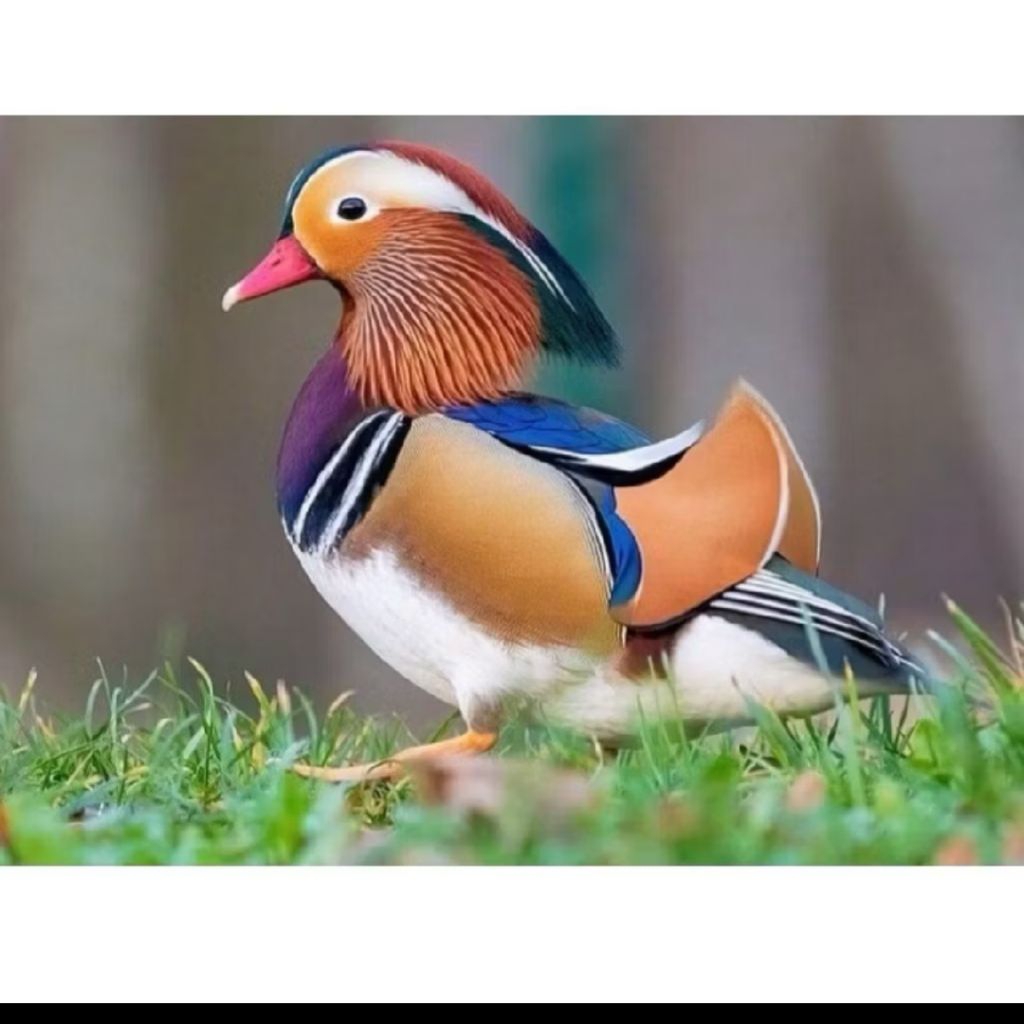Telur Bebek Mandarin Fertil