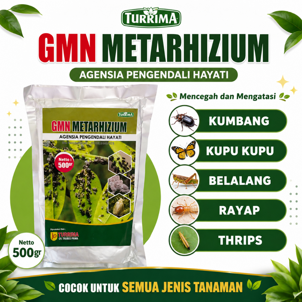 Obat Hama Alami METARHIZIUM, Pembasmi Gurem Jamur Tiram, Ampuh Basmi Hama Hasil Panen Meningkat