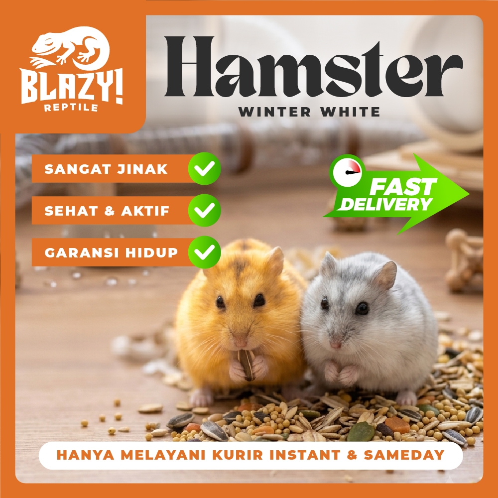 Hamster Winter White Jinak Sehat Aktif - Khusus Kirim Instant Semarang