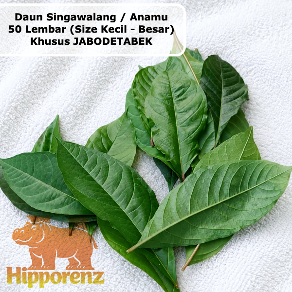 Daun Singawalang / Anamu 50 Lembar Size Kecil-Besar Hijau Segar