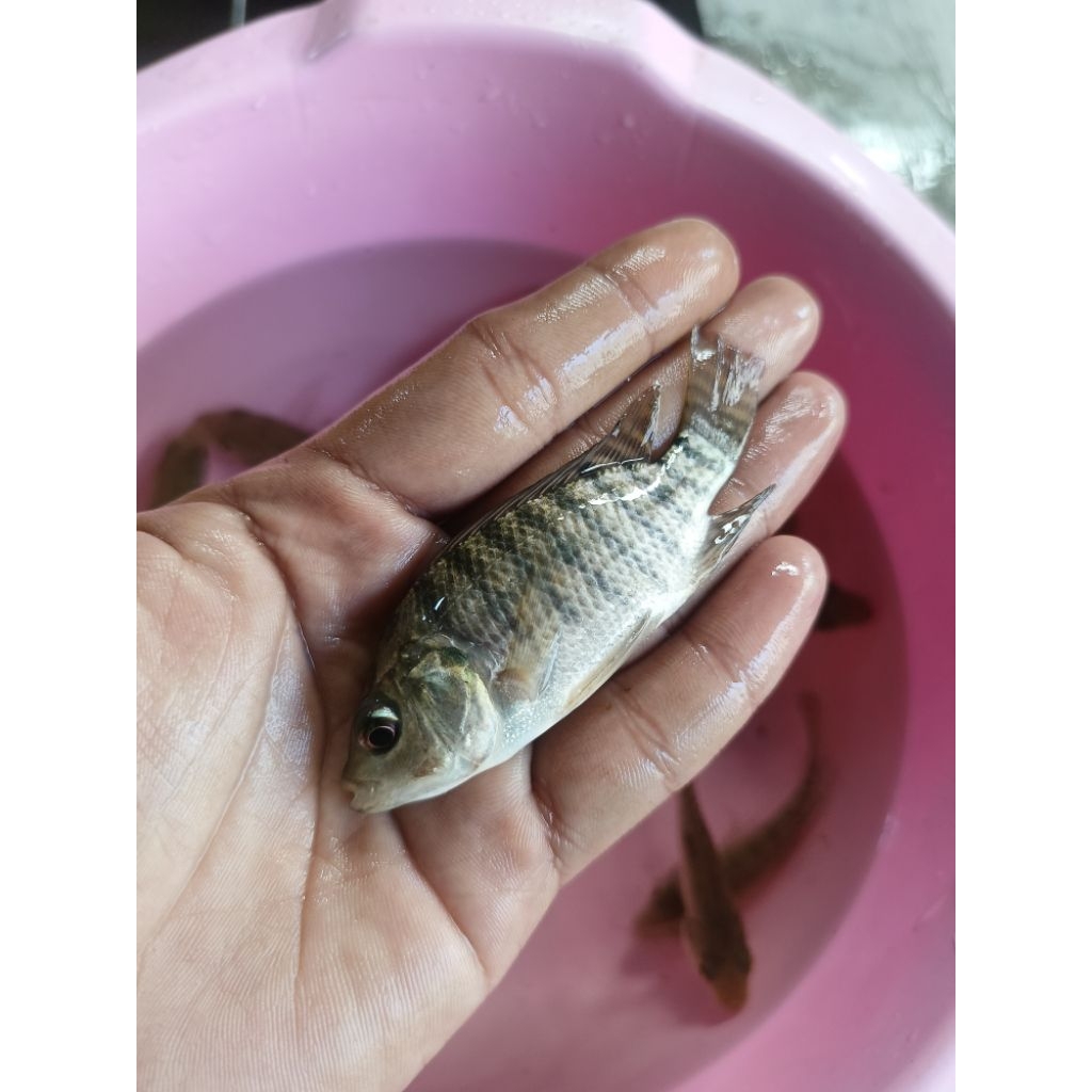 Bibit Ikan Mujair Nila Hitam Korek Gas Sampai 2 Jari