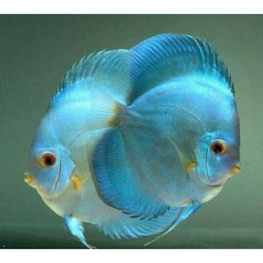 Discus blue diamond / discus blue / blue diamond / ikan hias / discus / ikan hias air tawar