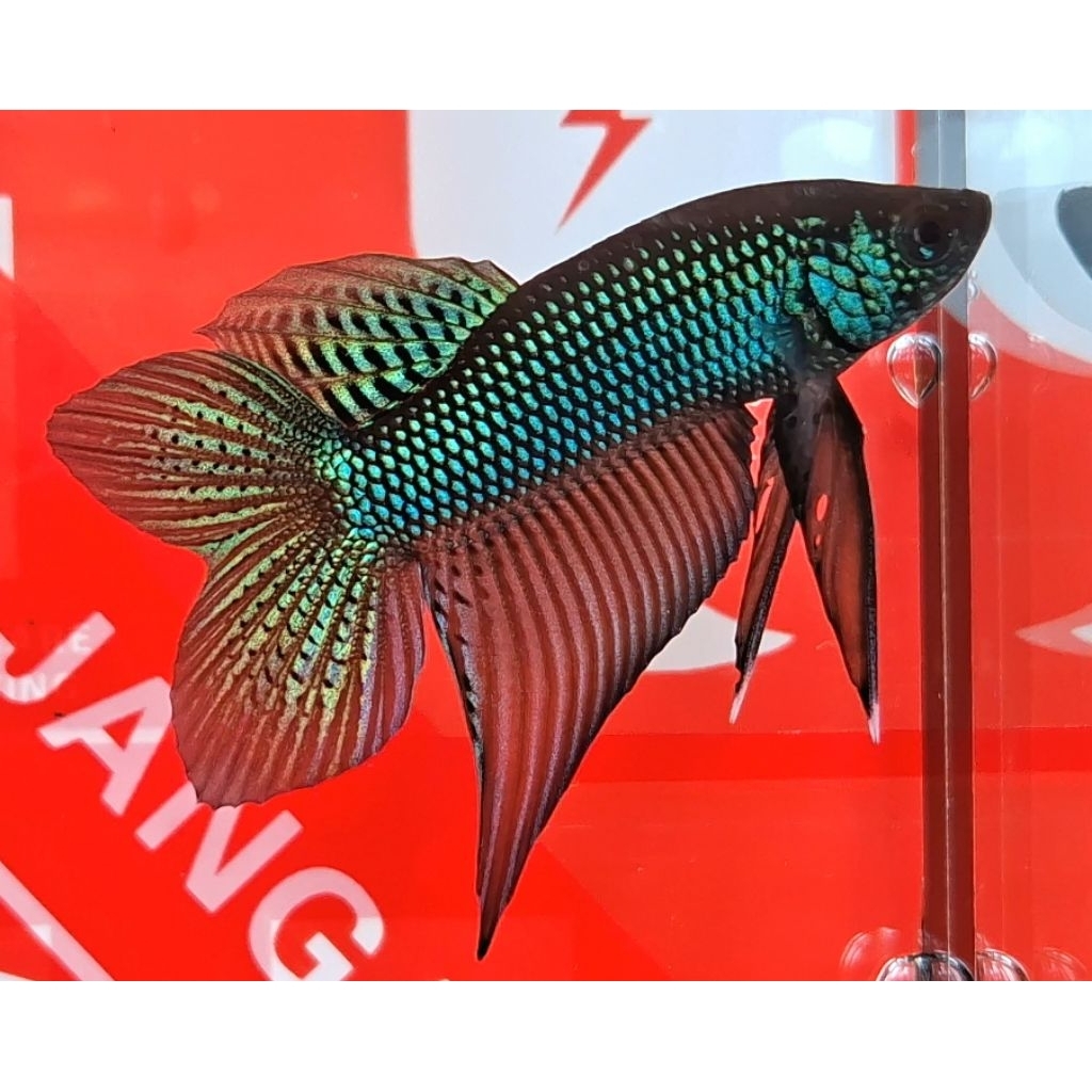 Wild Betta Smaragdina Guitar Lime Green Double Tail Size M (RARE)