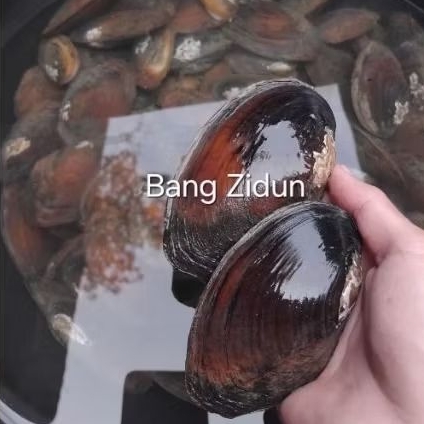 kerang air tawar, kijing hidup ambil di sungai (kampung)