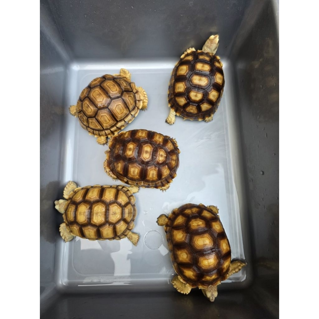 Kura-kura Sulcata Size 10-11cm