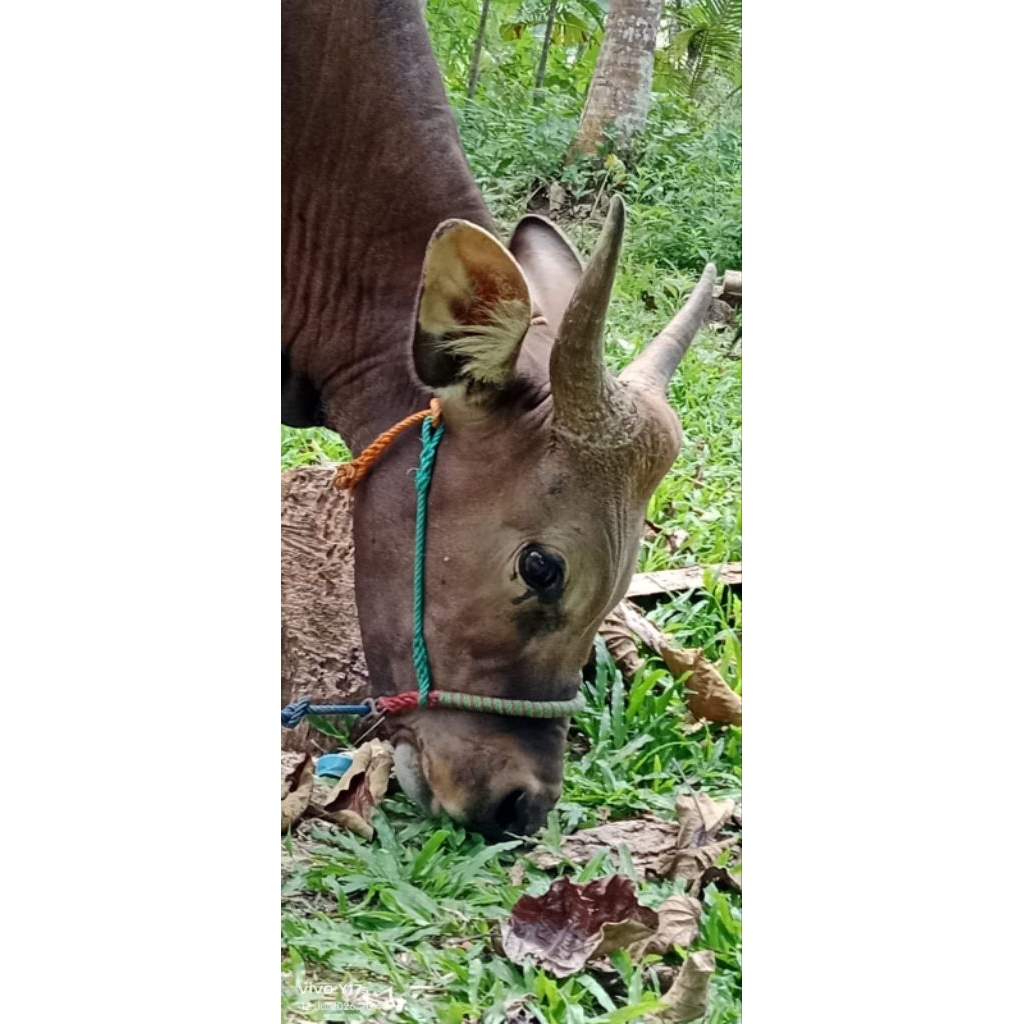 Tebang sapi/halter sapi murah dan berkualitas