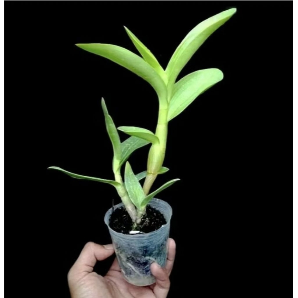 Anggrek Dendrobium Mini Segar