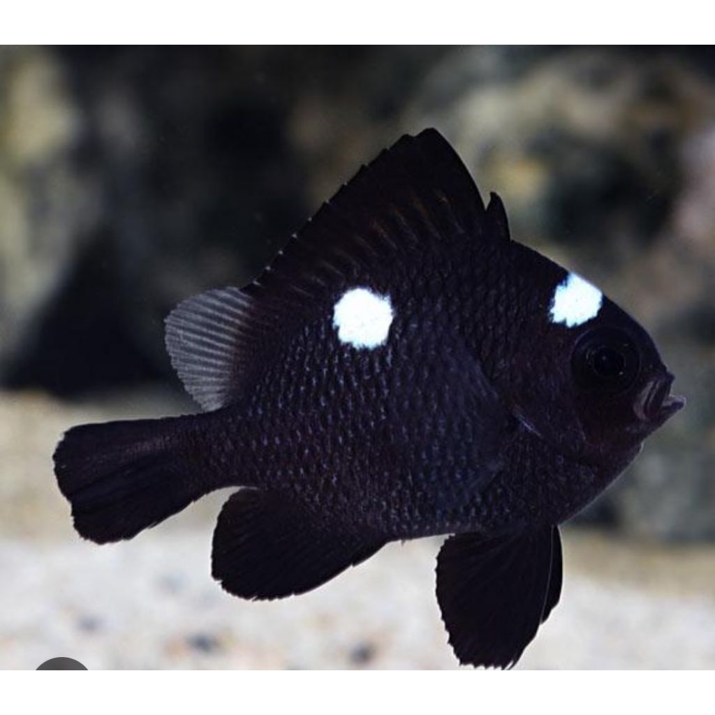 ikan betok dakocan