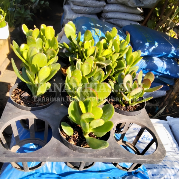 Jual Tanaman Hias Jade Plant Giok Hijau Rimbun | Tanamhias.sby