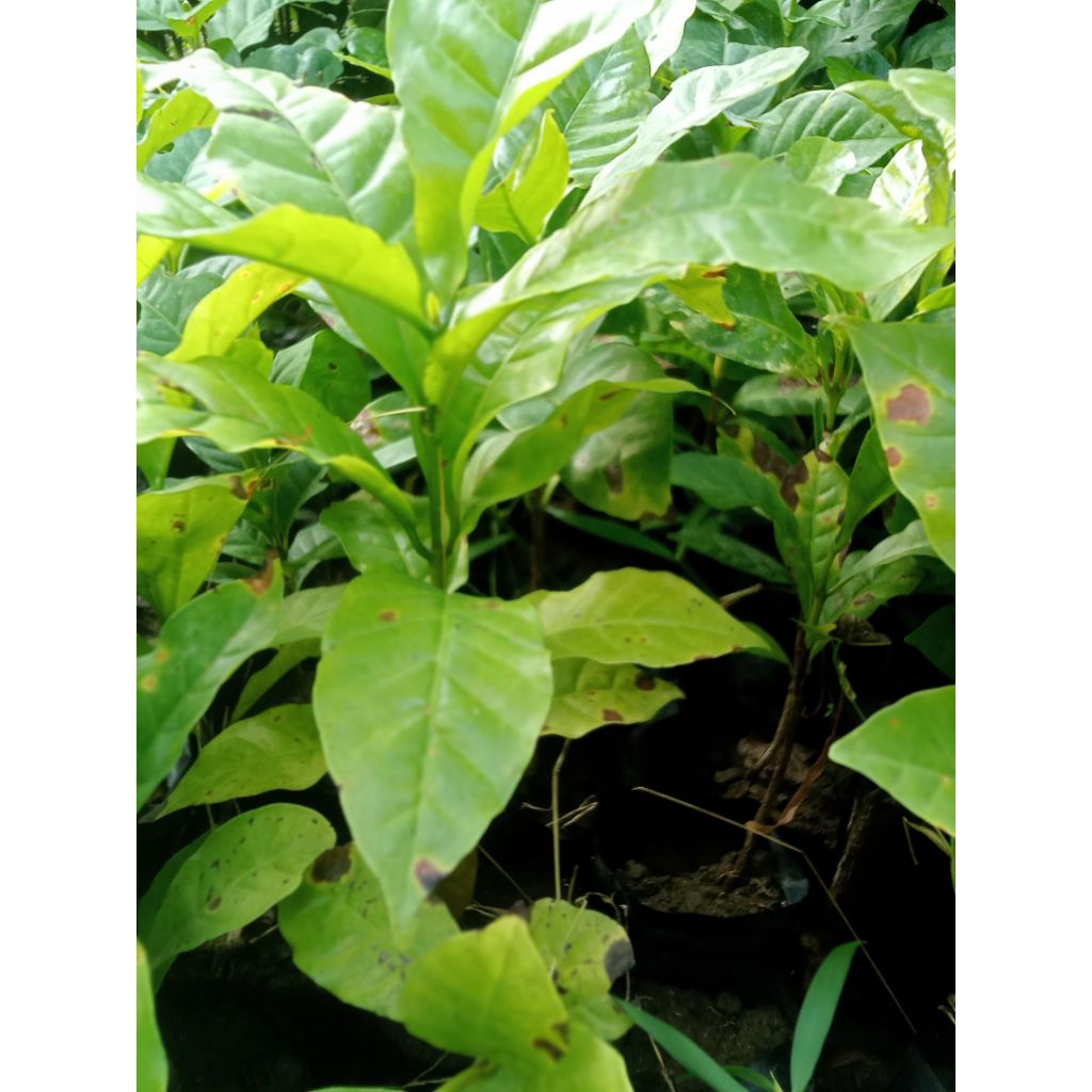 Bibit kopi arabica