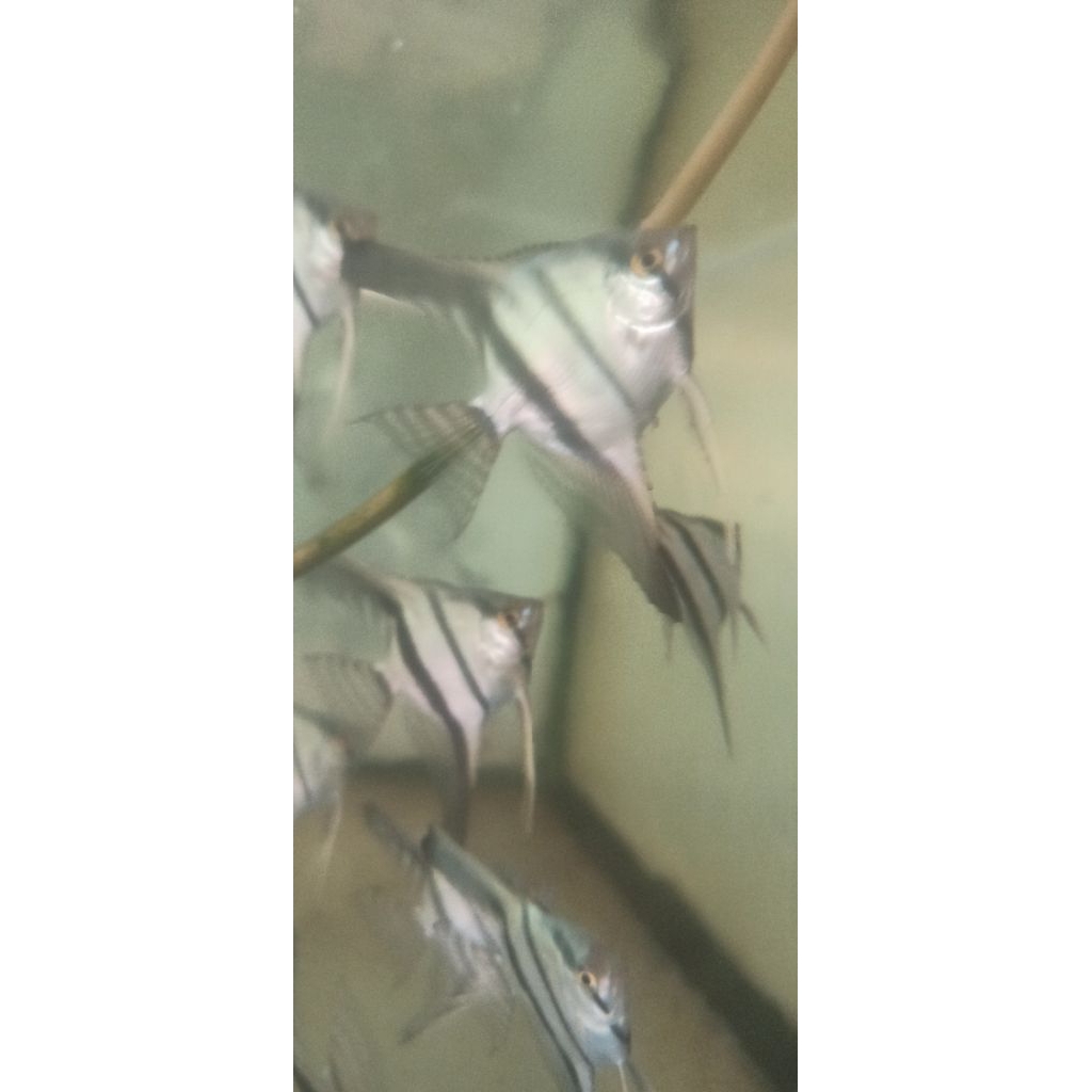 Ikan Manfish altum size 3-4 cm