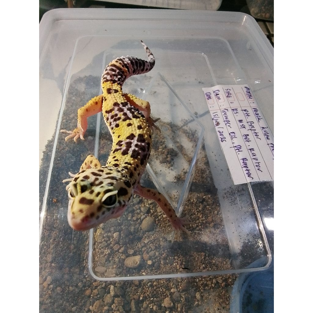 gecko hewan hidup betina jantan ada