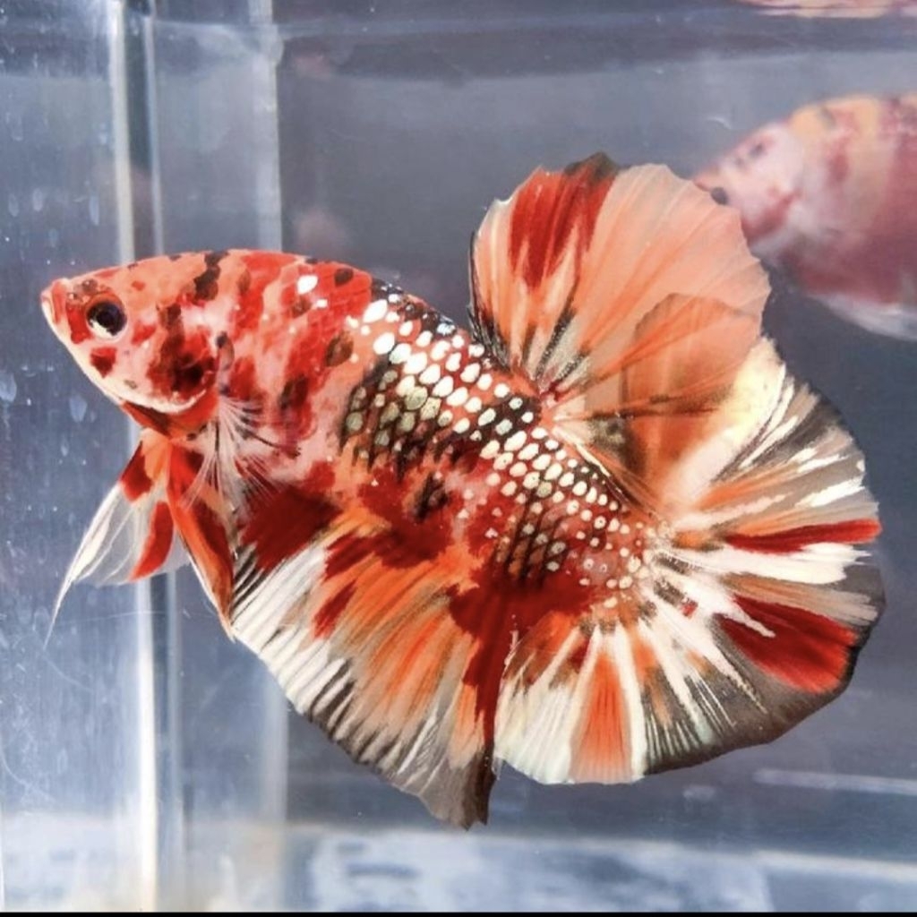 Giant Cupang Galaksi Multicolor - Desain Elegan, Warna Menawan, Kualitas Unggul