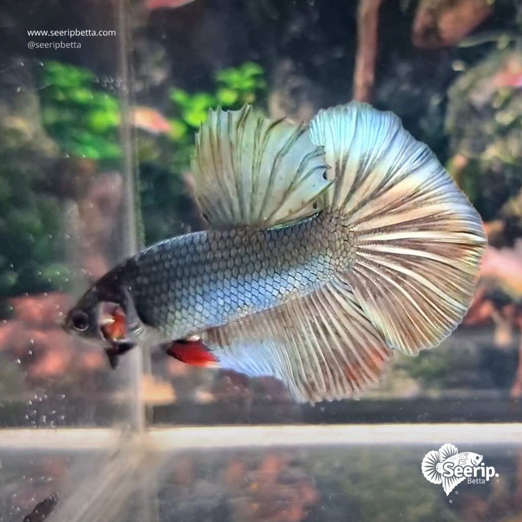 Halfmoon Copper | Seerip Betta