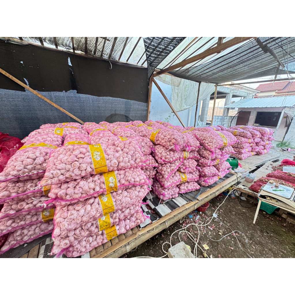 bawang putih sinco karungan panen baru