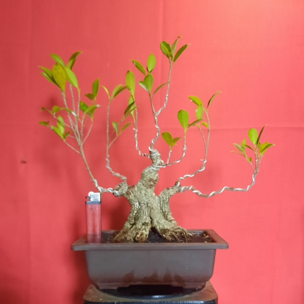 bonsai beringin kimeng bahan programan