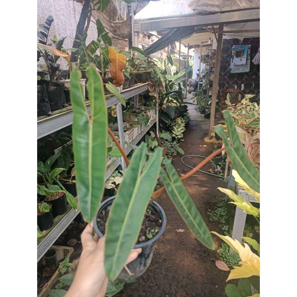 philodendron billitiae murah