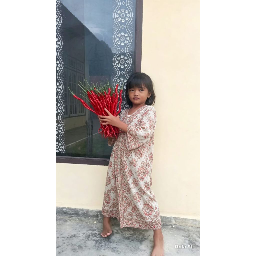 BENIH CABAI MERAH KERITING VARIETAS KOPAY CABAI MERAH KERITING TERPANJANG DIDUNIA