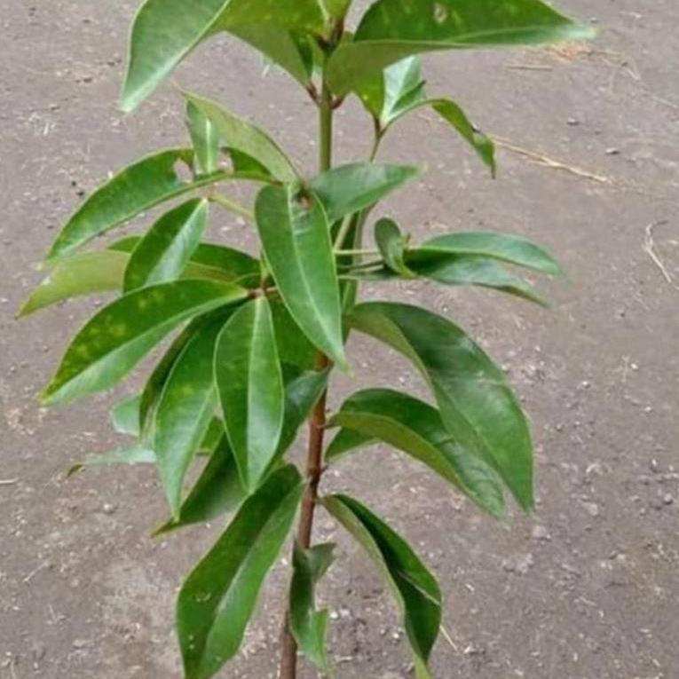 bibit jambu jamaika jambu bol