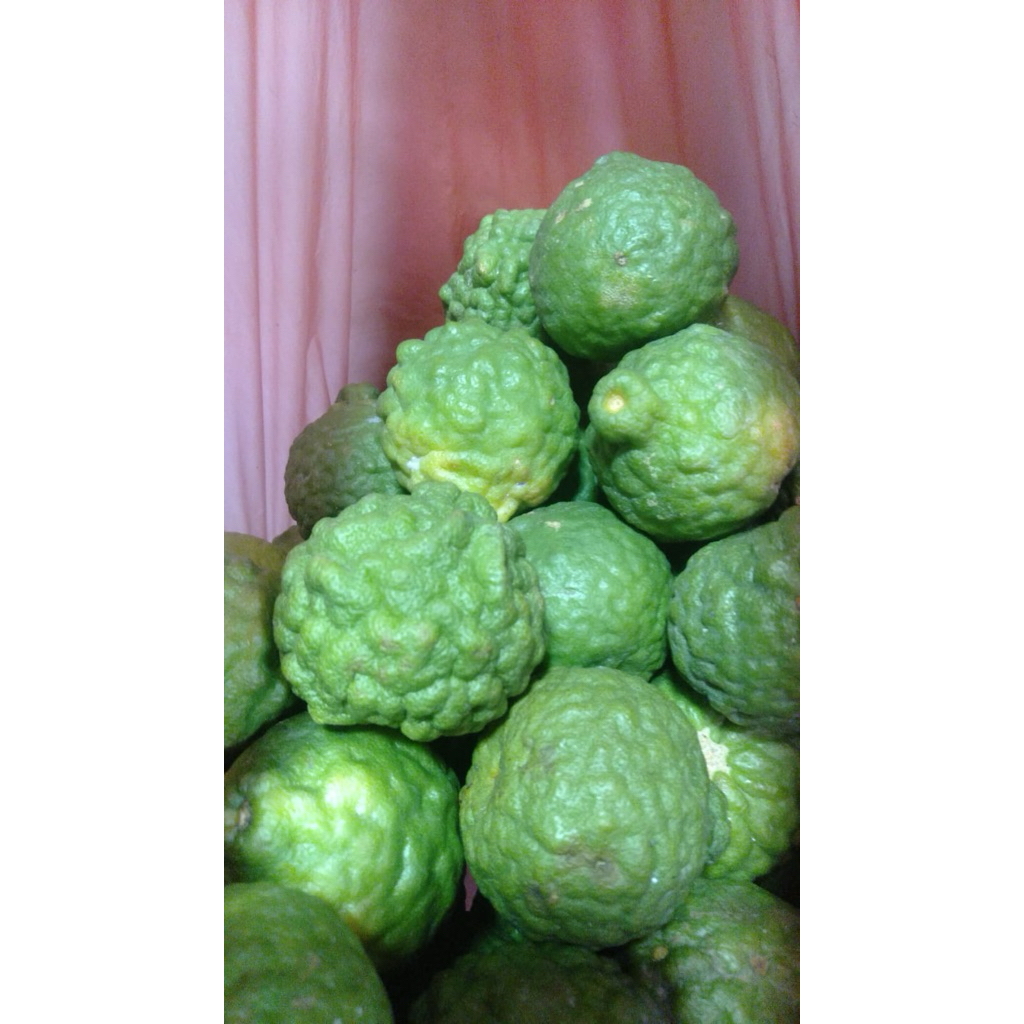 [ 1 Pcs ] Jeruk Purut Betina / Jantan