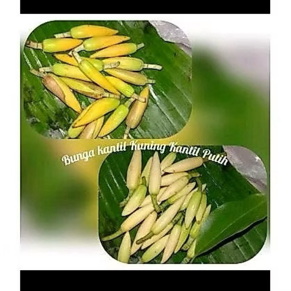 Bunga KANTIL Kuncup Kuning dan Putih Bunga Cempaka segar / Bunga kantil segar