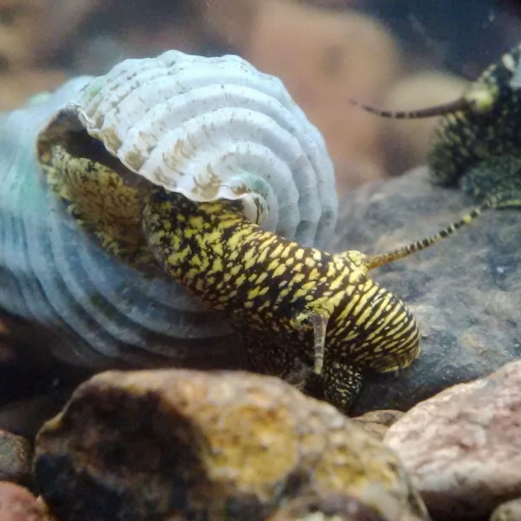 Marwoto rabbit snail