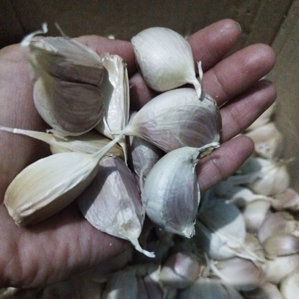 Bawang Putih Kating 250gr/500gr/1kg BEKASI,TAMBUN,CIBITUNG,CIKARANG