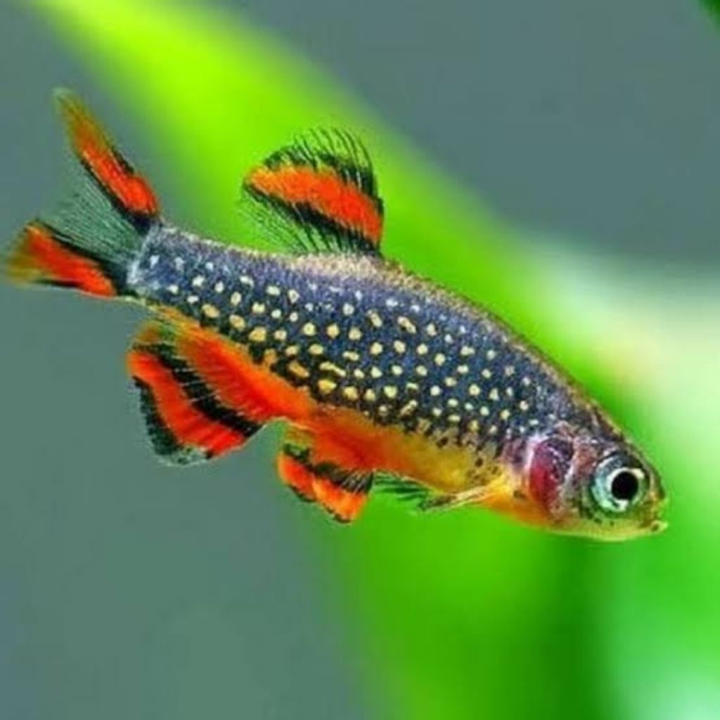 ikan rasbora galaxy