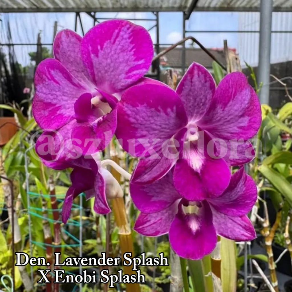 Anggrek Dendrobium Lavender Splash x Enobi Splash
