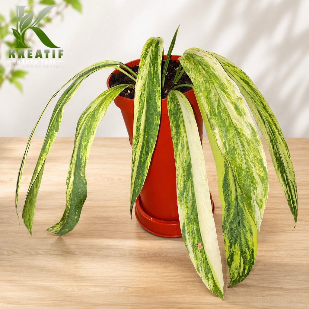 Tanaman hias anthurium dasi varigata - Anthurium vittarifolium varigata